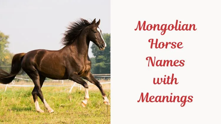 Mongolian Horse Names with Meanings