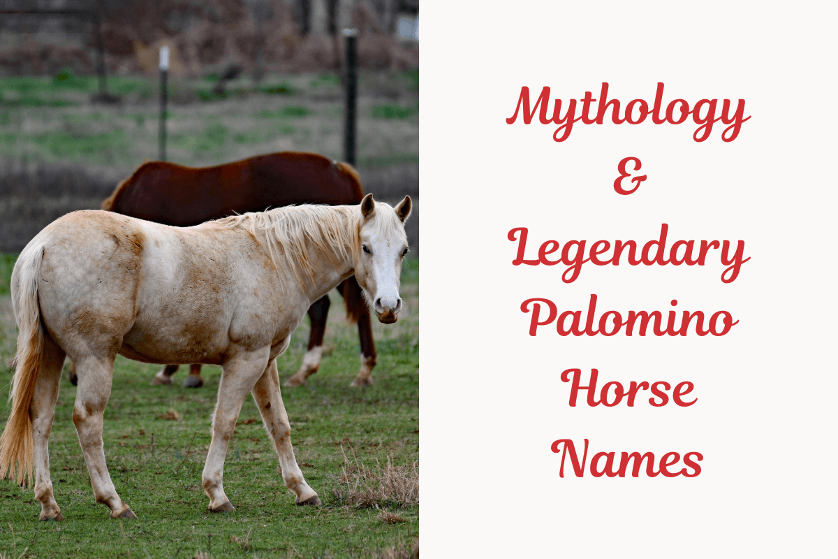 Mythology & Legendary Palomino Horse Names.image