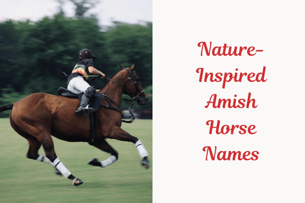 Nature-Inspired Amish Horse Names. image