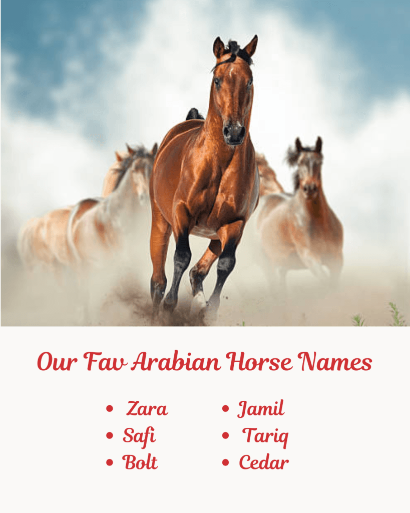 Our Fav Arabian Horse Names.image