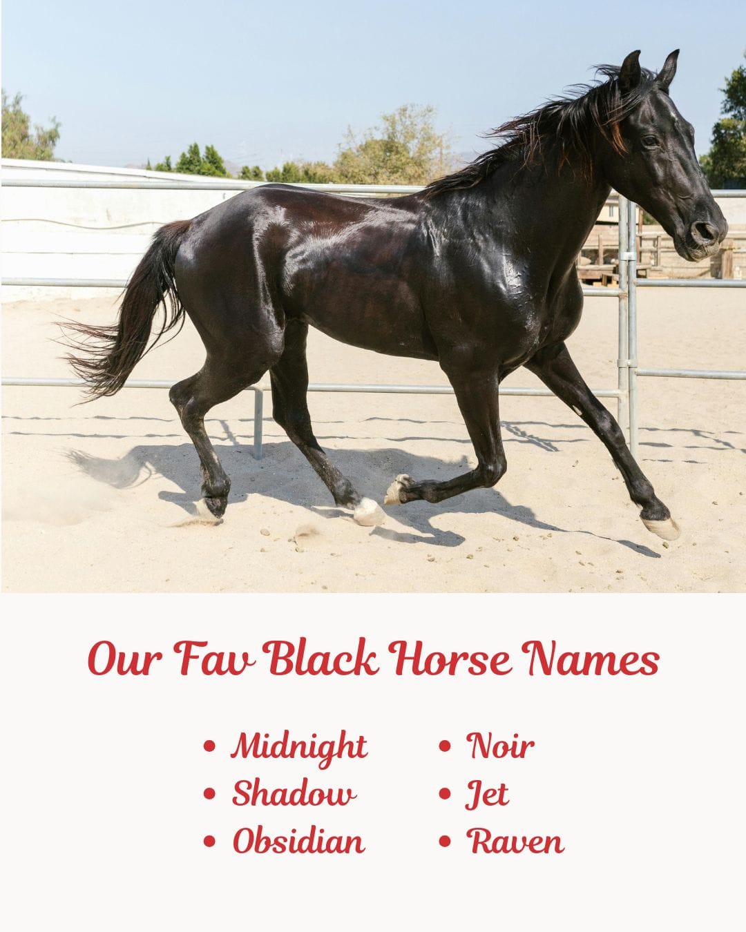 Our Fav Black Horse Names