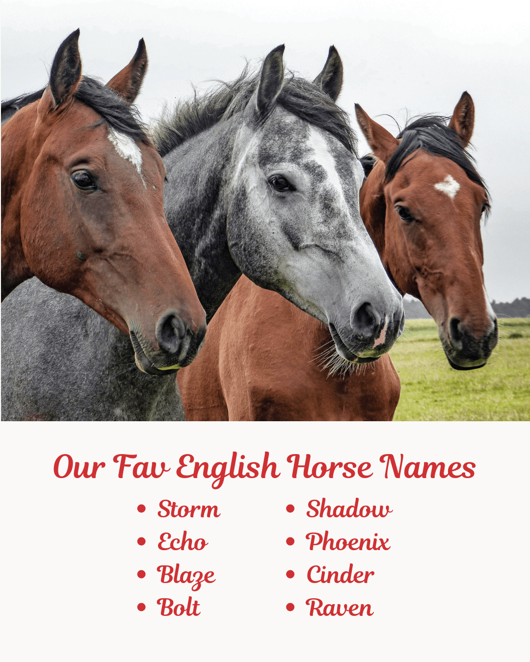 Our Fav English Horse Names. Image
