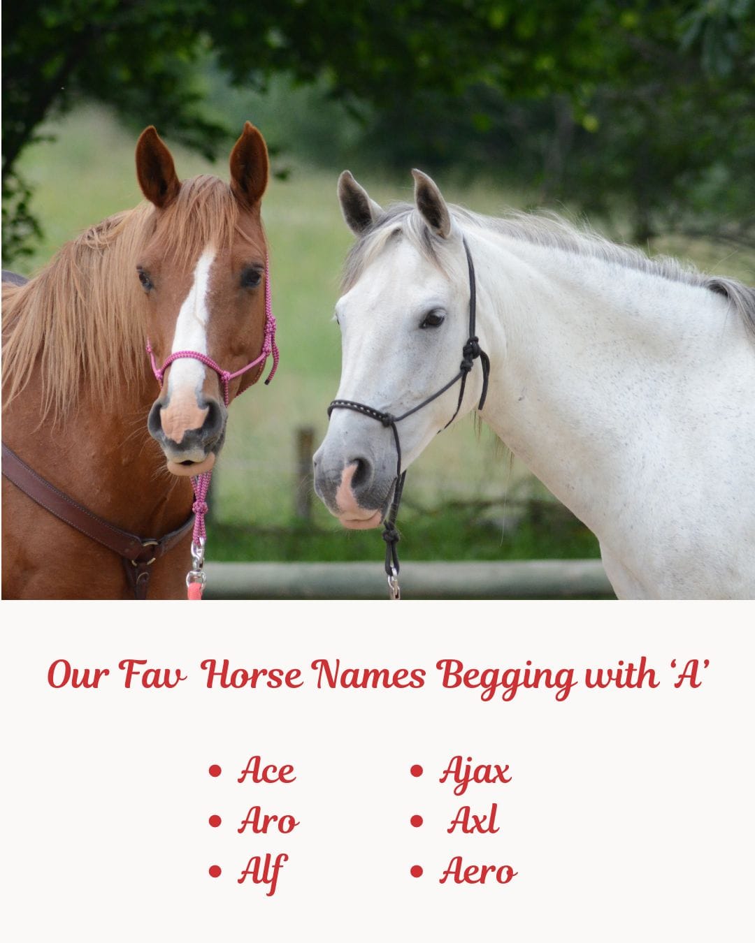 Our Fav Horse Names Begging with ‘A’