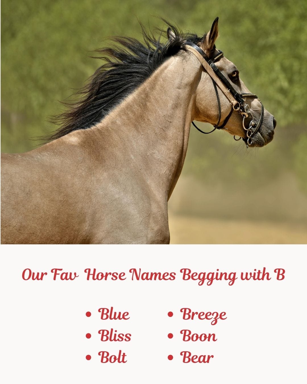 Our Fav Horse Names Begging with ‘B’ (1)