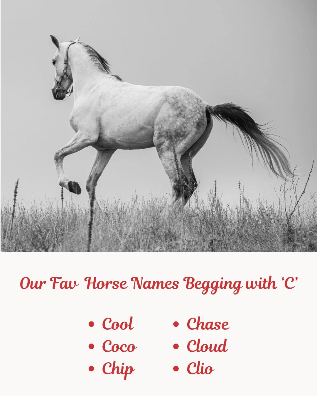 Our Fav Horse Names Begging with ‘C’