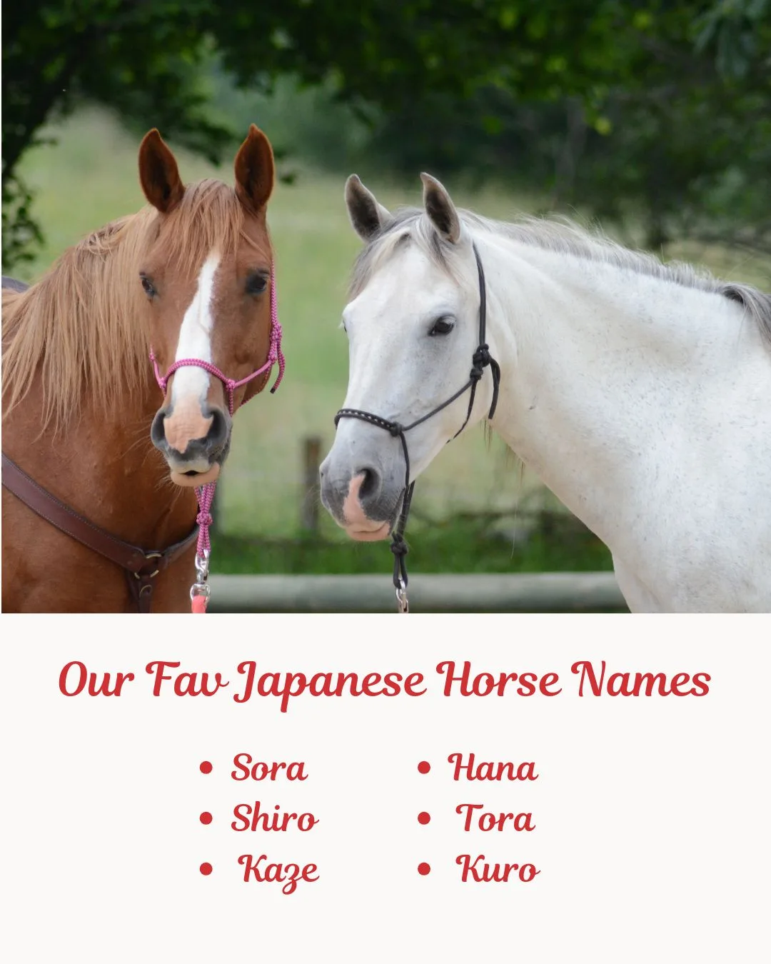 Our Fav Japanese Horse Names