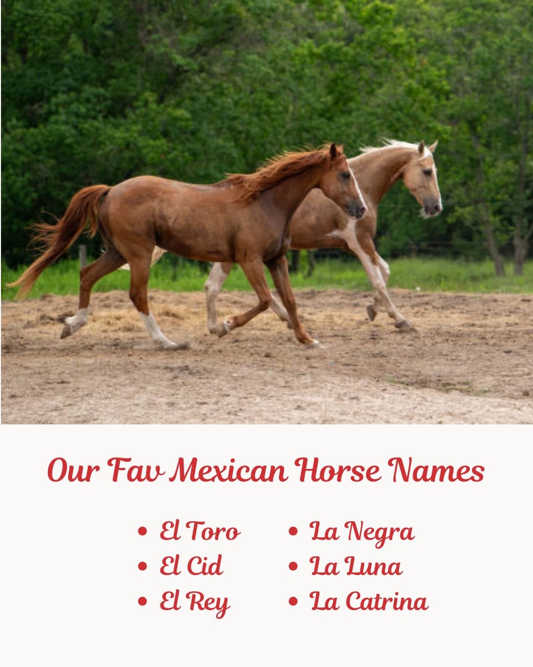 300-mexican-horse-names-with-meanings-famous-race-funny-names