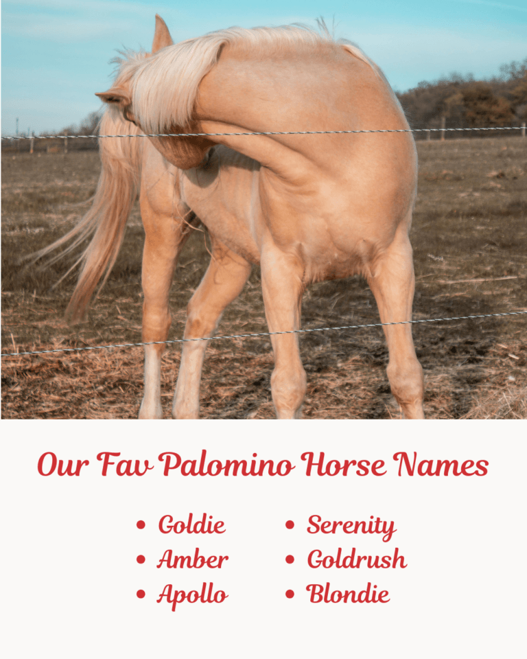 Our Fav Palomino Horse Names.image