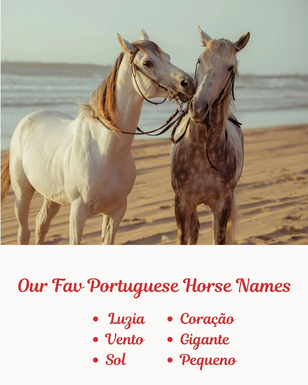 Our Fav Portuguese Horse Names. png