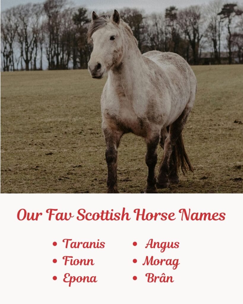 Our Fav Scottish Horse Names