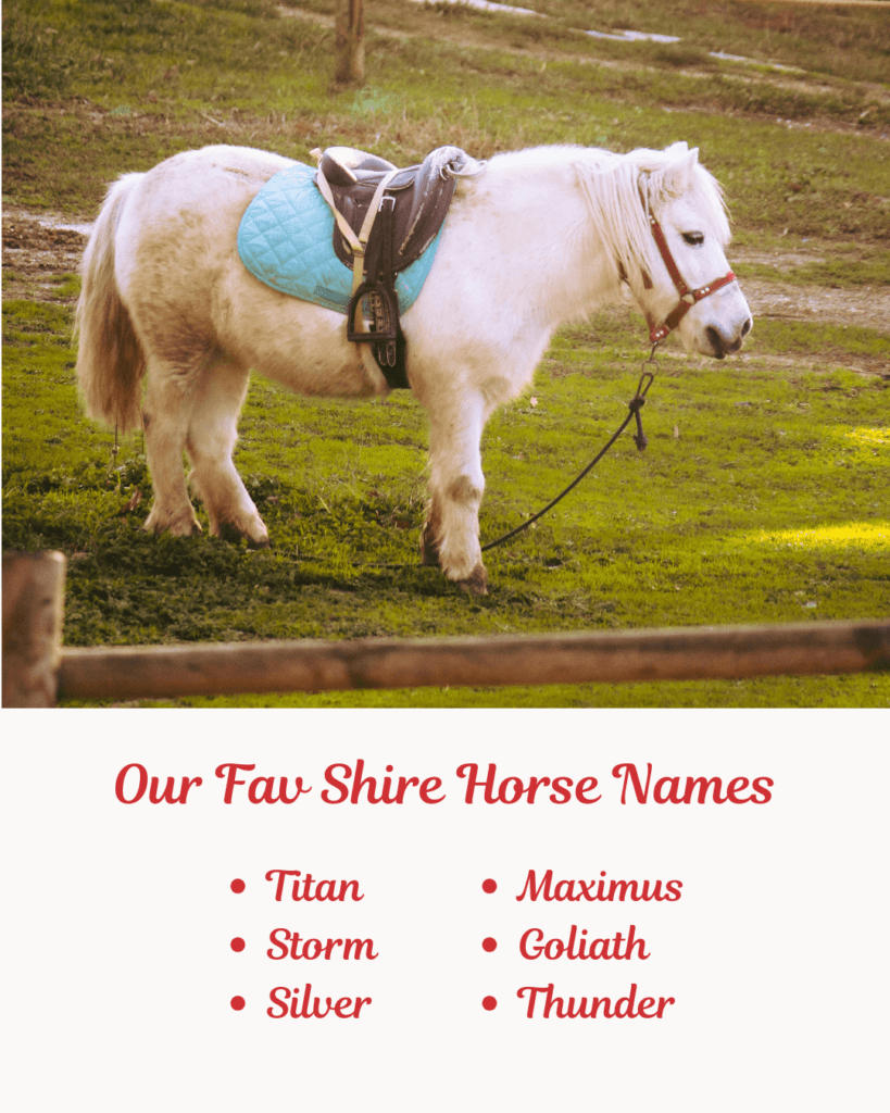 Our Fav Shire Horse Names. image