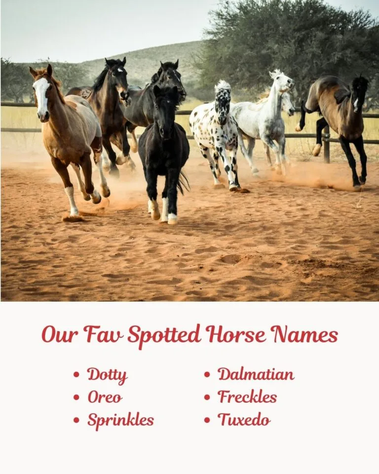 Our Fav Spotted Horse Names (1)