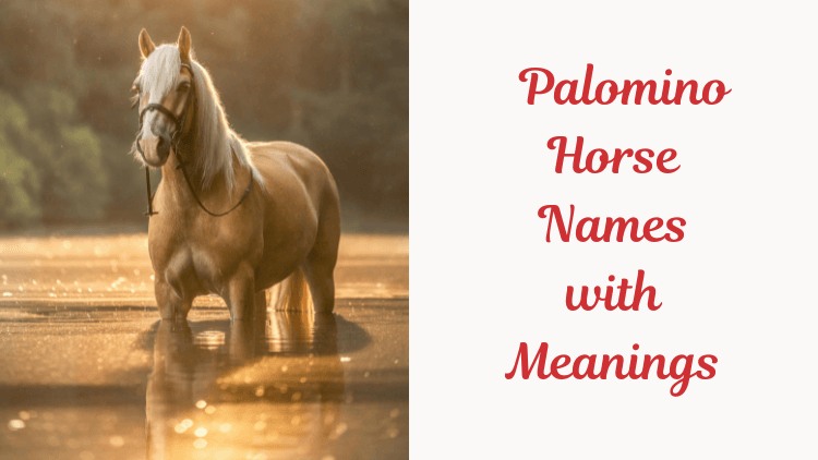Palomino Horse Names with Meanings. images