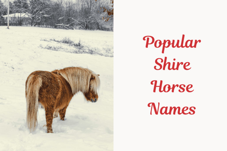 Popular Shire Horse Names. image