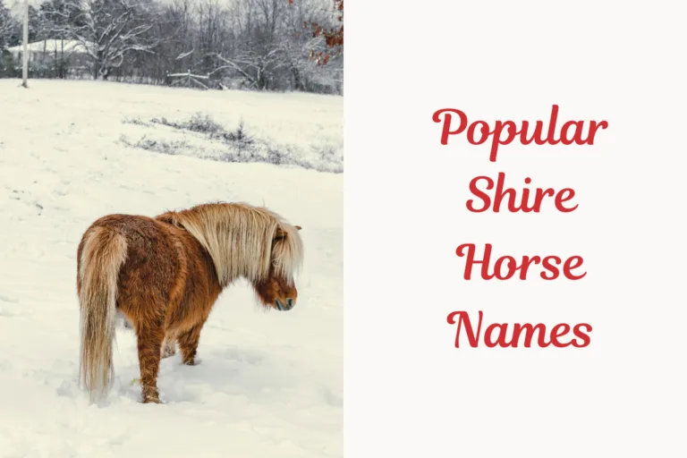 Popular Shire Horse Names. image
