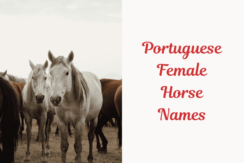 Portuguese Female Horse Names. png
