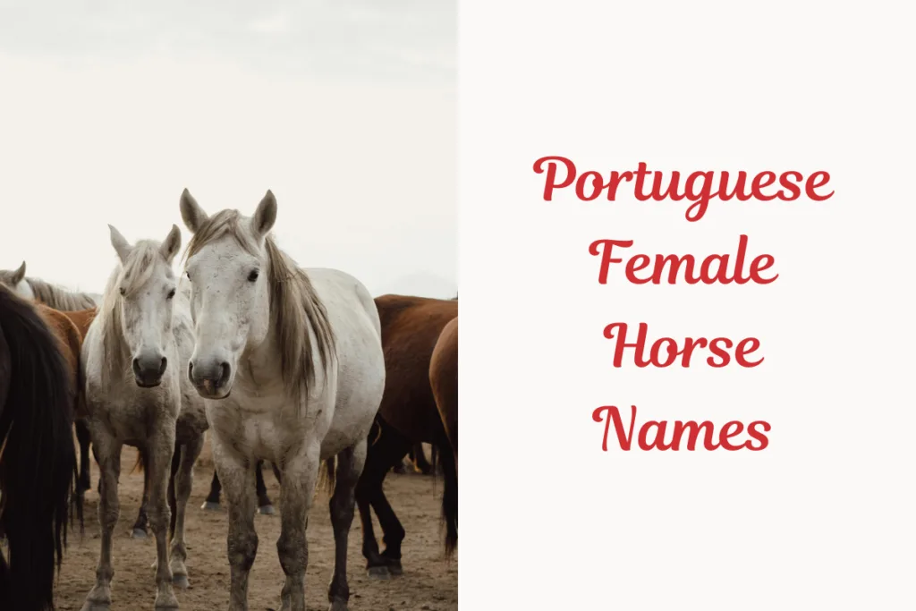 Portuguese Female Horse Names. png