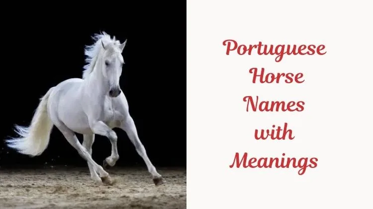 Portuguese Horse Names with Meanings. image