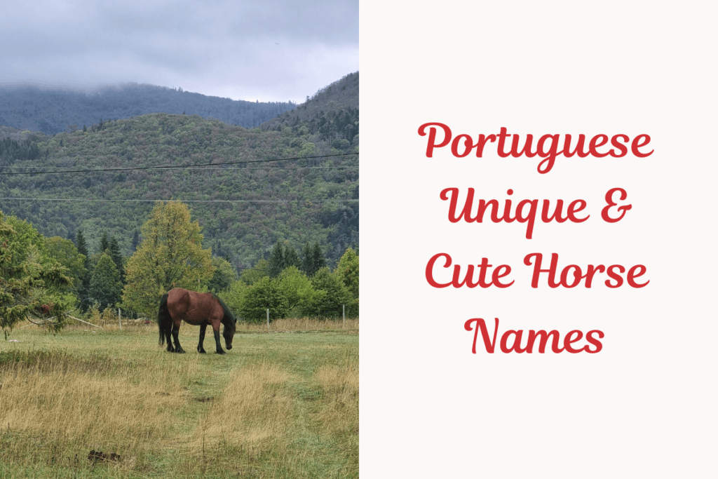 Portuguese Unique & Cute Horse Names. image