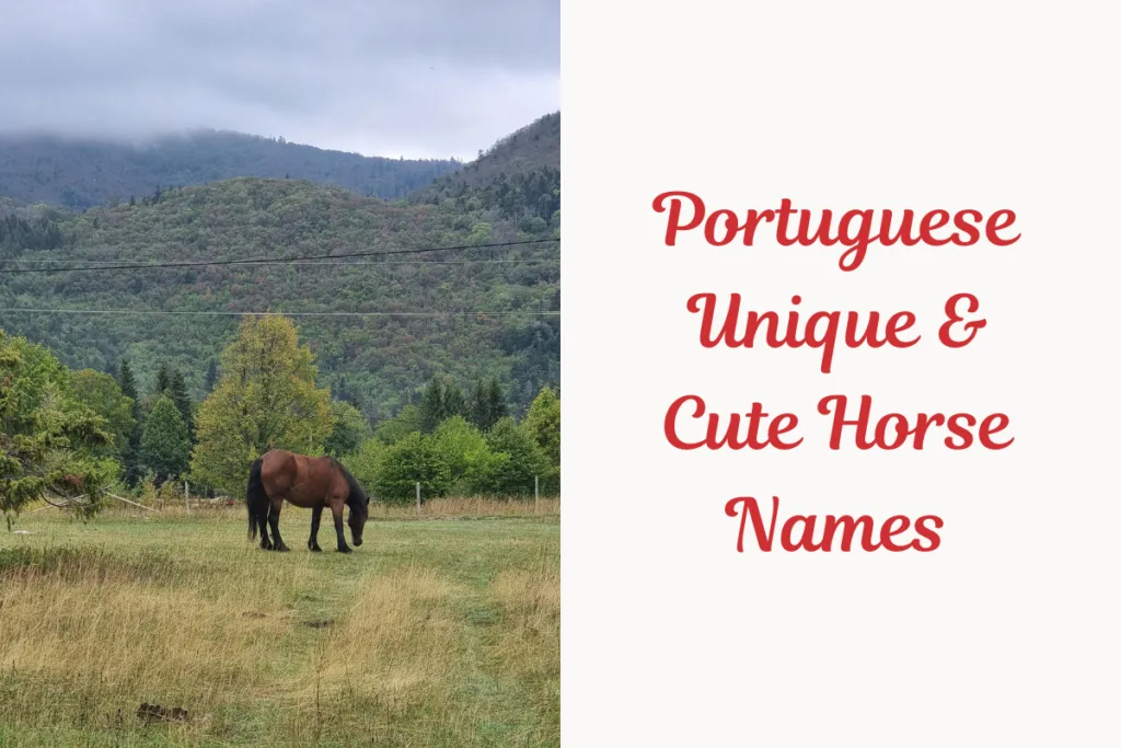 Portuguese Unique & Cute Horse Names. image