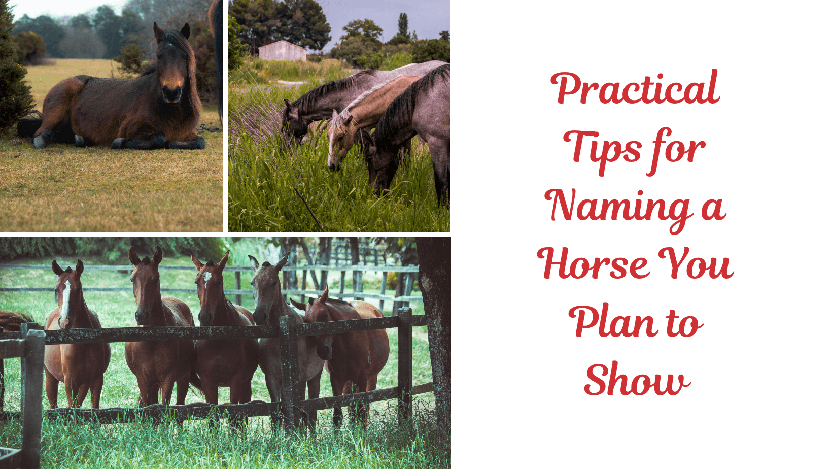 Practical Tips for Naming a Horse You Plan to Show. Image