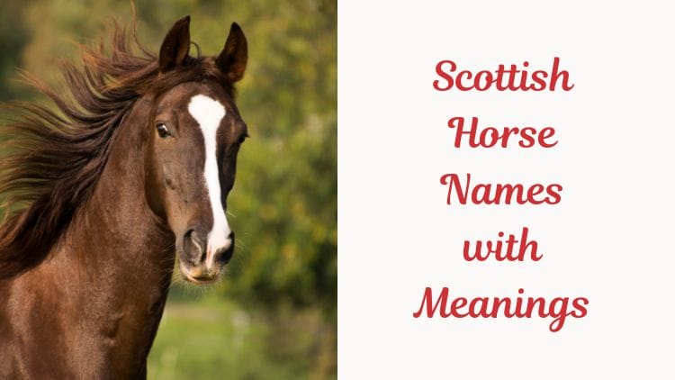 Scottish Horse Names with Meanings