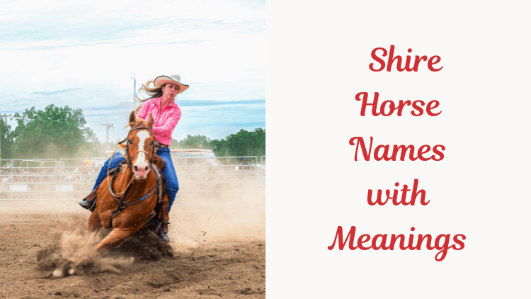 Shire Horse Names with Meanings. Feature image