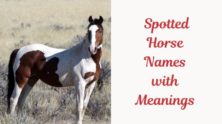 Spotted Horse Names with Meanings (1)