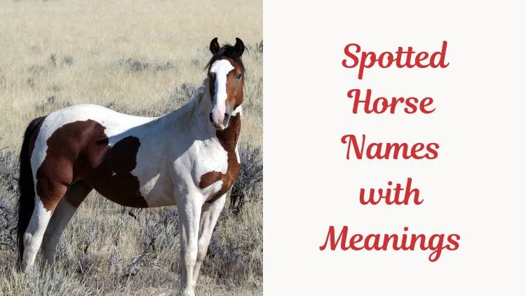Spotted Horse Names with Meanings (1)