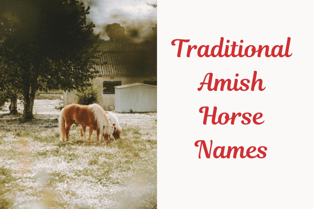 Traditional Amish Horse Names. image