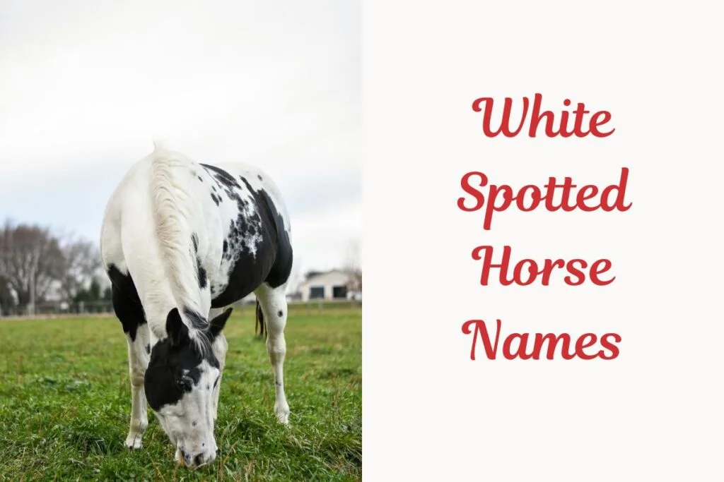White Spotted Horse Names