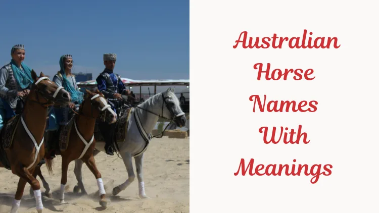 350+ Best Australian Horse Names With Meanings: Male, Female & Funny Names
