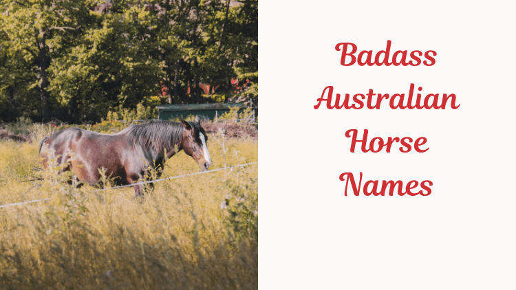 Badass Australian Horse Names. Image