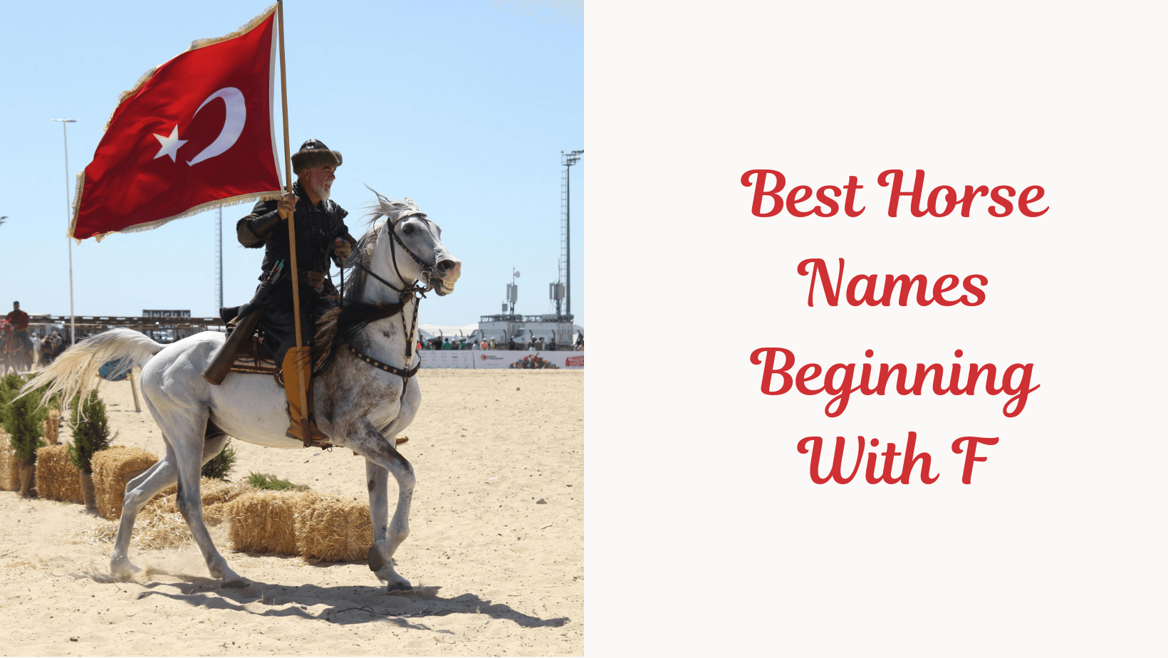 Best Horse Names Beginning With F (1). Feature Image