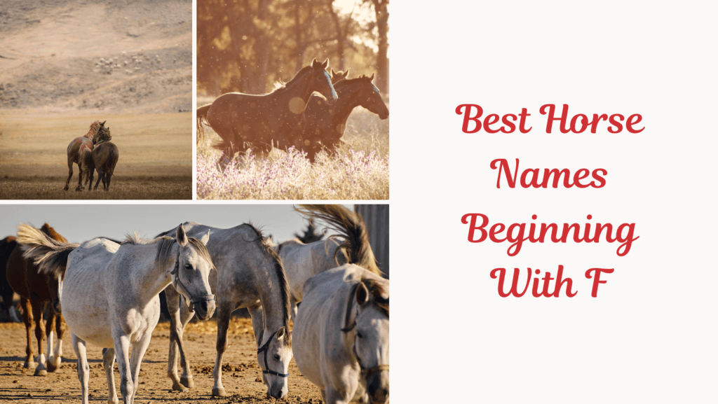Best Horse Names Beginning With F. Image