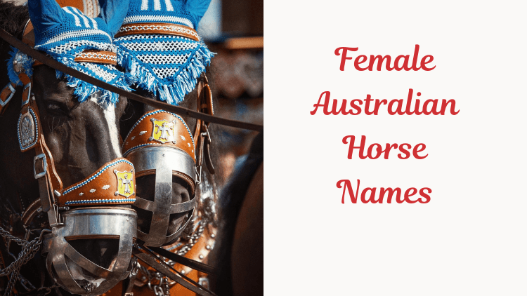 Female Australian Horse Names. Image