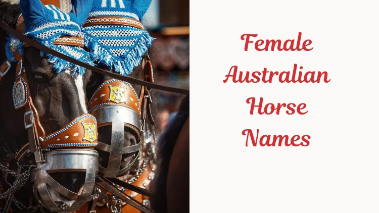 Female Australian Horse Names. Image