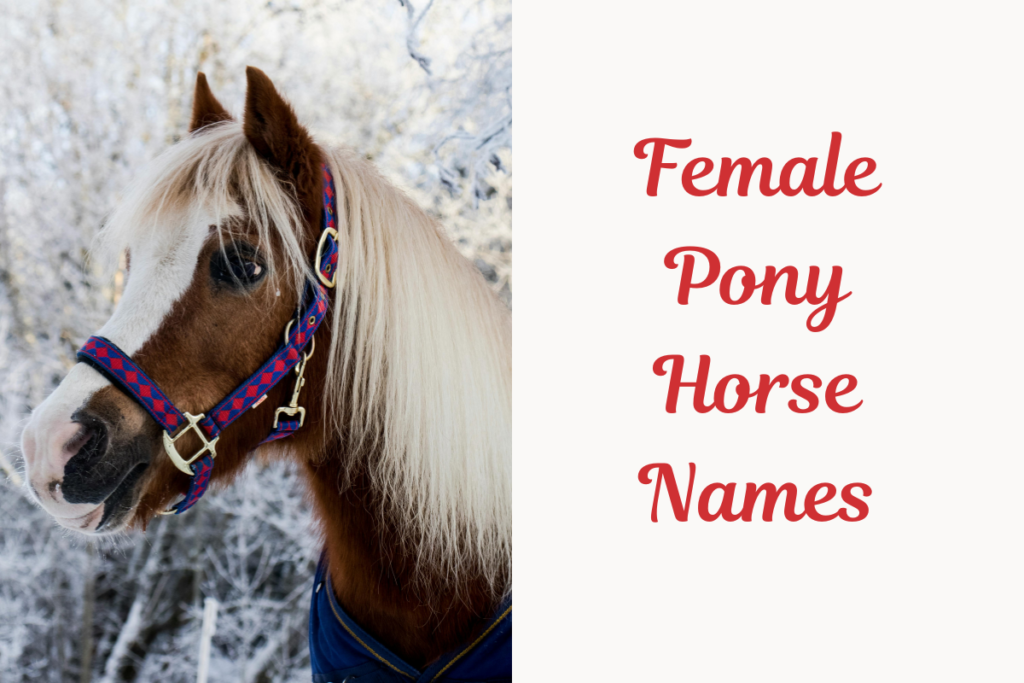 Female Pony Horse Names. Image