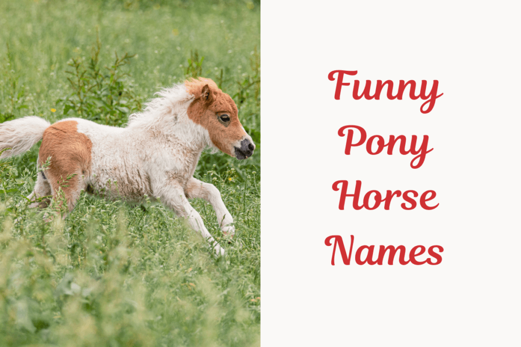 Funny Pony Horse Names. Image
