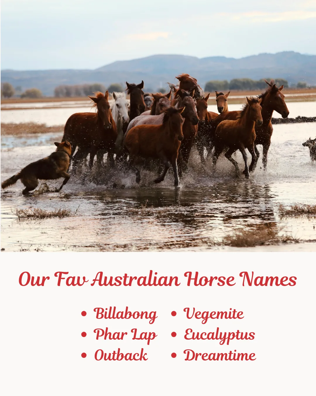 Our Fav Australian Horse Names. Image