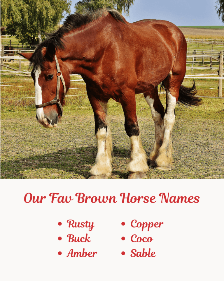 300+ Best Brown Horse Names With Meanings: Male, Female & Racehorse Names