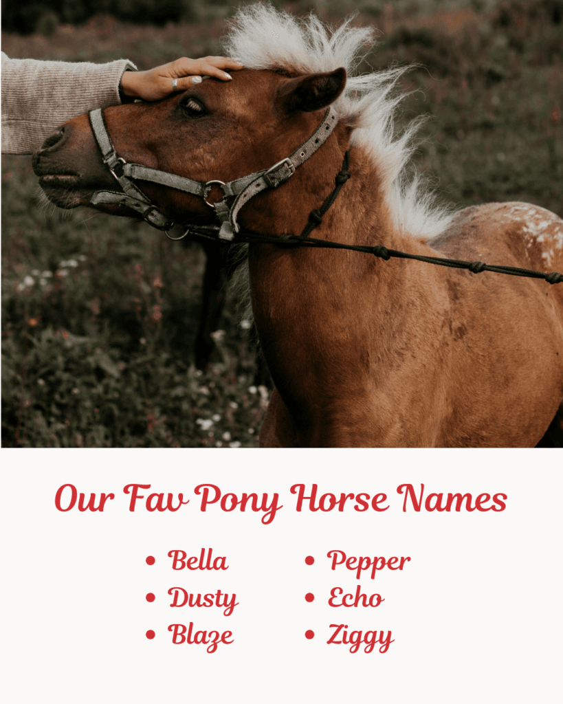 Our Fav Pony Horse Names. Image