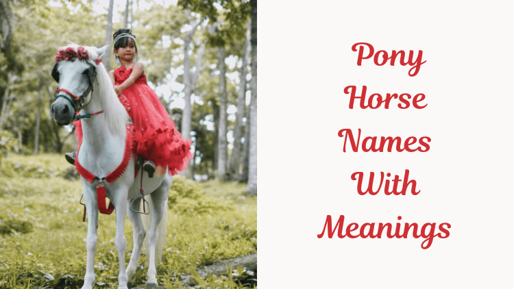 Pony Horse Names With Meanings. Feature Image
