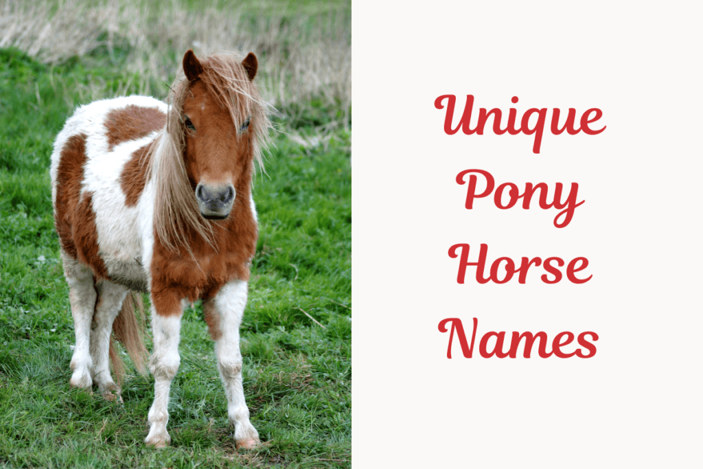 Unique Pony Horse Names. Image
